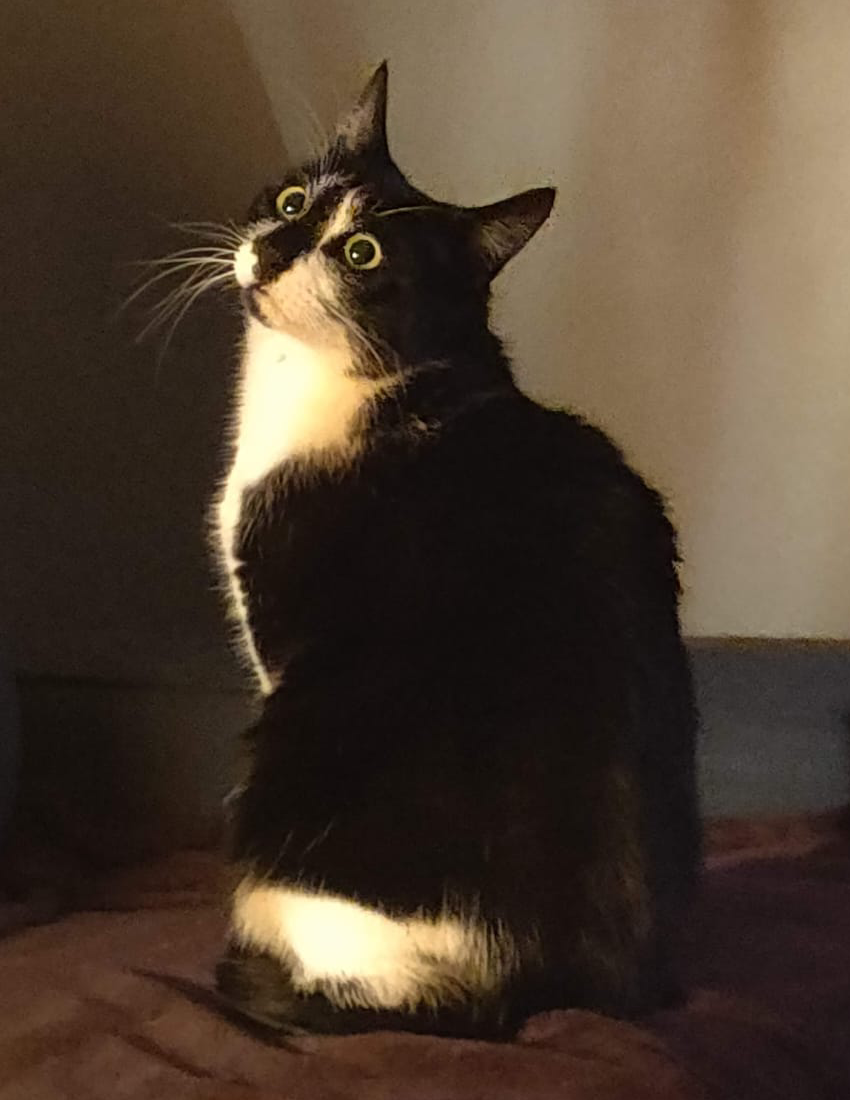 Reference photo of cat