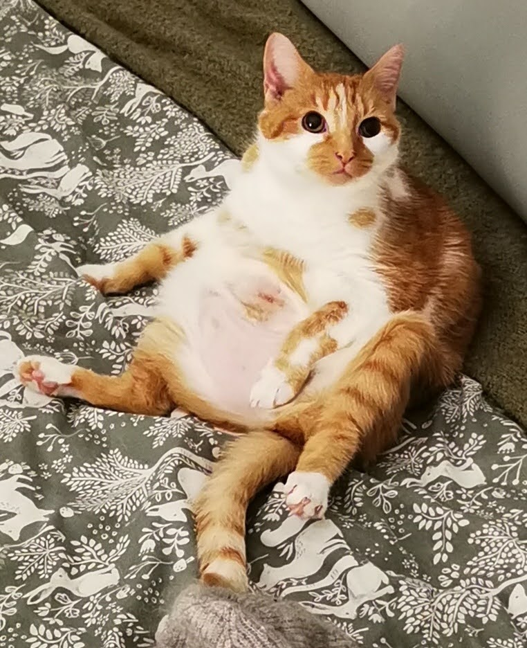 Reference photo of cat