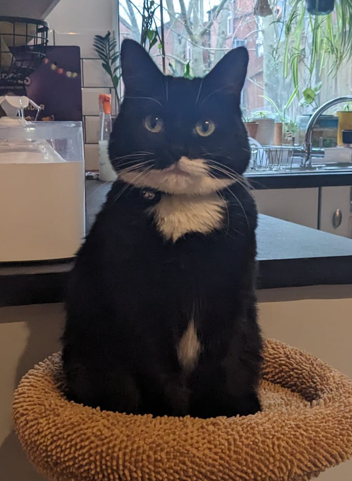 Reference photo of cat