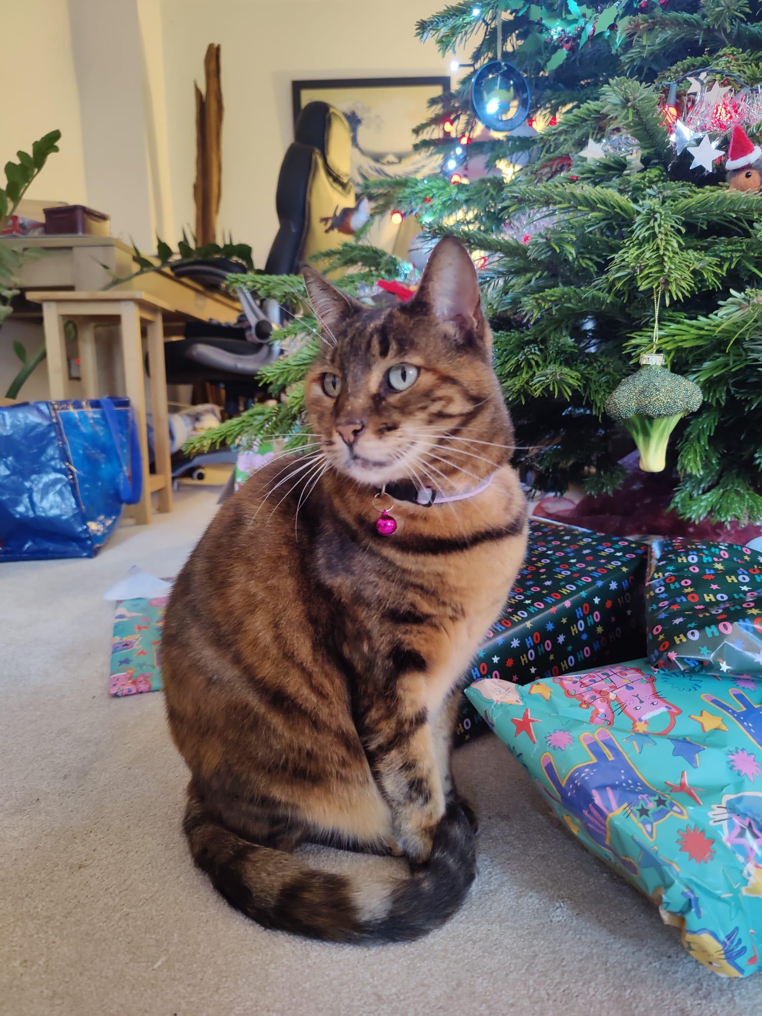 Reference photo of cat
