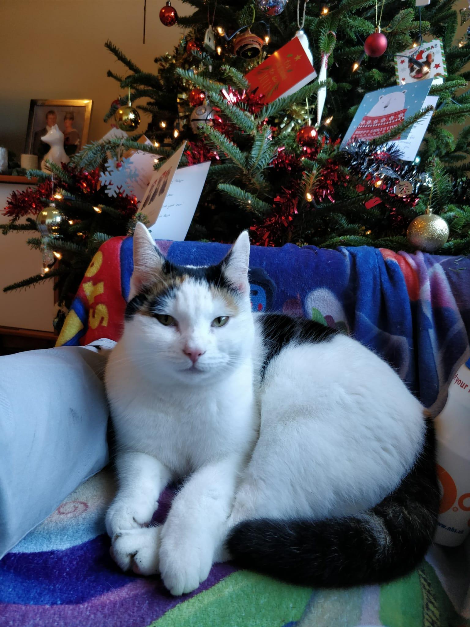 Reference photo of cat