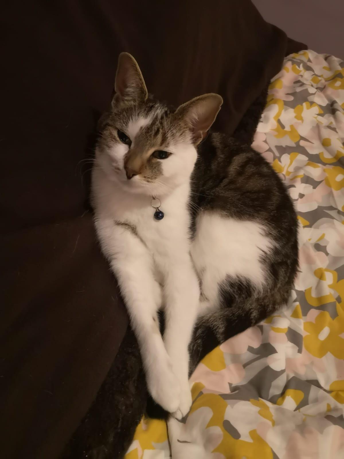 Reference photo of cat